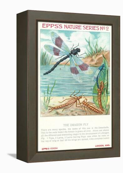 Epps's Nature Series, Dragon Fly-null-Framed Stretched Canvas