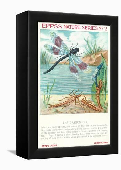 Epps's Nature Series, Dragon Fly-null-Framed Stretched Canvas