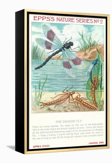 Epps's Nature Series, Dragon Fly-null-Framed Stretched Canvas