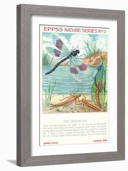 Epps's Nature Series, Dragon Fly-null-Framed Art Print