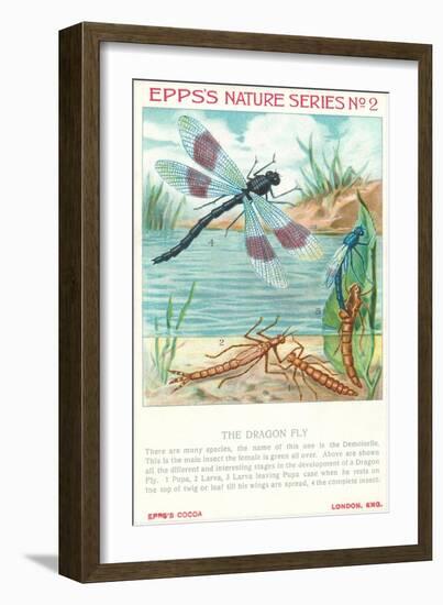 Epps's Nature Series, Dragon Fly-null-Framed Art Print