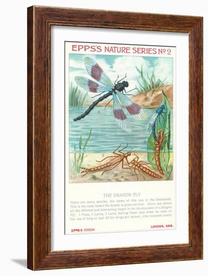 Epps's Nature Series, Dragon Fly-null-Framed Art Print