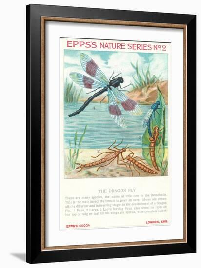 Epps's Nature Series, Dragon Fly-null-Framed Art Print