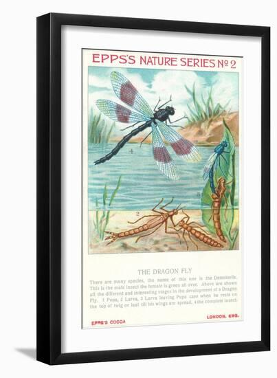 Epps's Nature Series, Dragon Fly-null-Framed Art Print