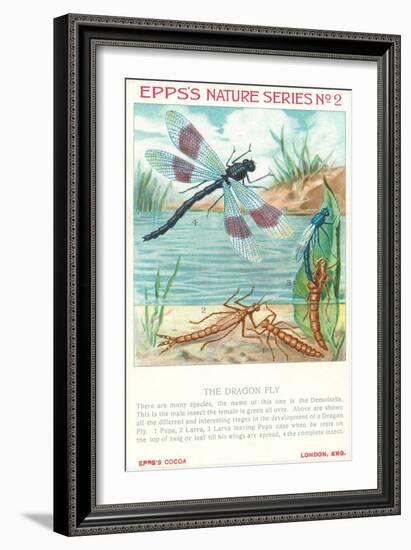 Epps's Nature Series, Dragon Fly-null-Framed Art Print