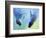 Equally Fascinating, 2003-Mark Adlington-Framed Giclee Print