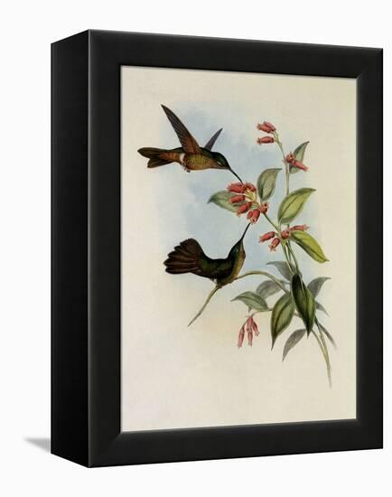 Equatorial Lilac-Throat, Phaiolaima Aequatorialis-John Gould-Framed Premier Image Canvas