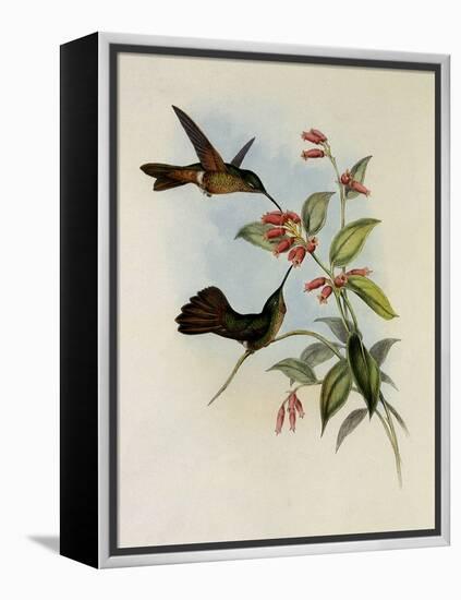 Equatorial Lilac-Throat, Phaiolaima Aequatorialis-John Gould-Framed Premier Image Canvas