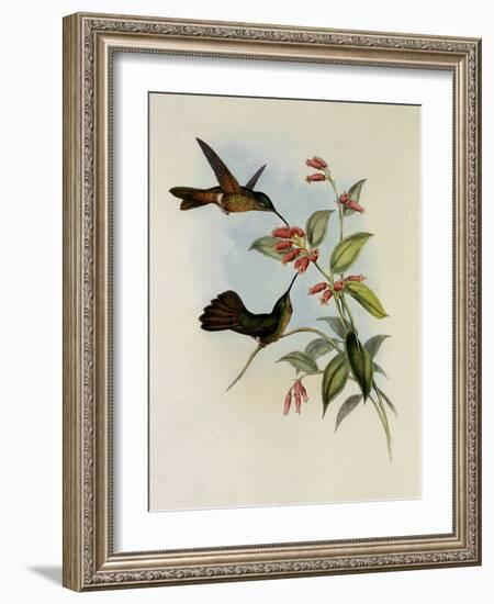 Equatorial Lilac-Throat, Phaiolaima Aequatorialis-John Gould-Framed Giclee Print