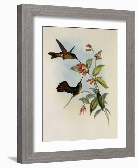 Equatorial Lilac-Throat, Phaiolaima Aequatorialis-John Gould-Framed Giclee Print