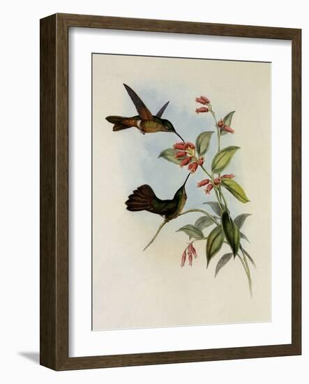 Equatorial Lilac-Throat, Phaiolaima Aequatorialis-John Gould-Framed Giclee Print