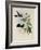 Equatorial Lilac-Throat, Phaiolaima Aequatorialis-John Gould-Framed Giclee Print