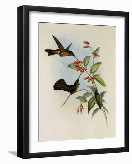 Equatorial Lilac-Throat, Phaiolaima Aequatorialis-John Gould-Framed Giclee Print