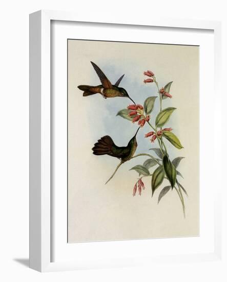 Equatorial Lilac-Throat, Phaiolaima Aequatorialis-John Gould-Framed Giclee Print