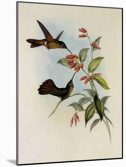 Equatorial Lilac-Throat, Phaiolaima Aequatorialis-John Gould-Mounted Giclee Print