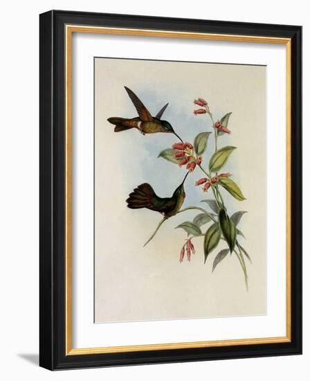 Equatorial Lilac-Throat, Phaiolaima Aequatorialis-John Gould-Framed Giclee Print