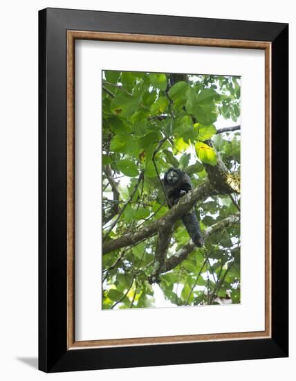 Equatorial Saki with Radio Collar, Amazon Rainforest, Ecuador-Pete Oxford-Framed Photographic Print