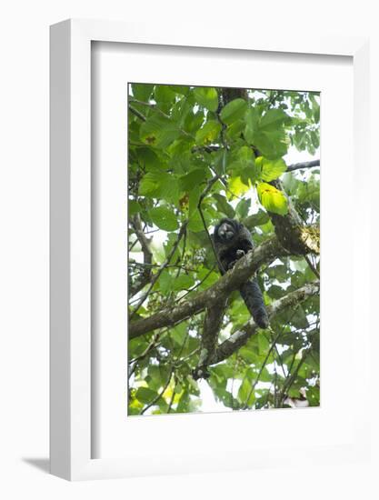 Equatorial Saki with Radio Collar, Amazon Rainforest, Ecuador-Pete Oxford-Framed Photographic Print
