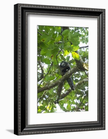 Equatorial Saki with Radio Collar, Amazon Rainforest, Ecuador-Pete Oxford-Framed Photographic Print