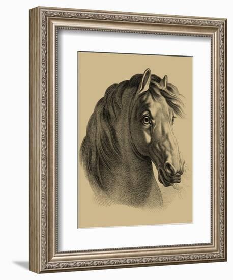 Equestrain Portrait II-Vision Studio-Framed Art Print