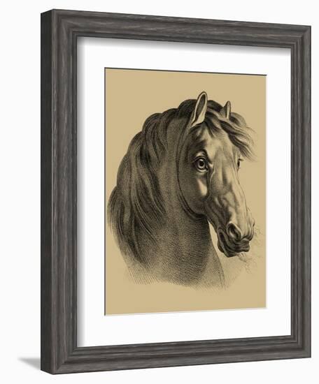 Equestrain Portrait II-Vision Studio-Framed Art Print