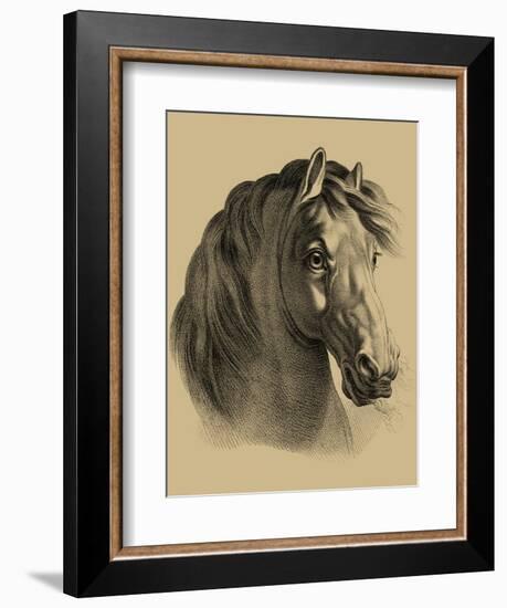 Equestrain Portrait II-Vision Studio-Framed Art Print