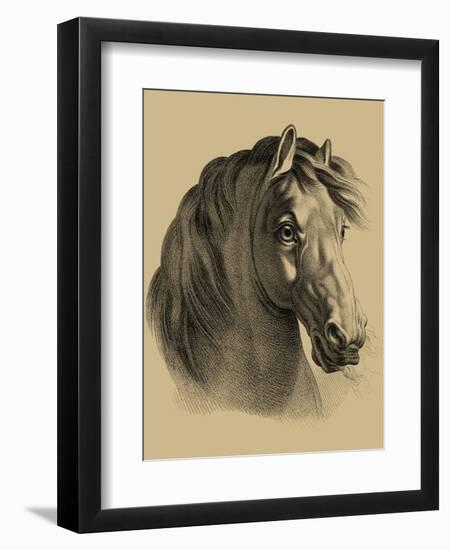 Equestrain Portrait II-Vision Studio-Framed Art Print