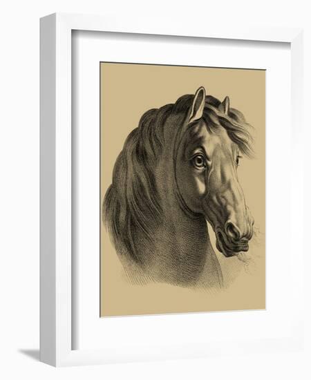 Equestrain Portrait II-Vision Studio-Framed Art Print