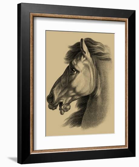 Equestrian Portrait III-Vision Studio-Framed Art Print