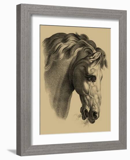 Equestrian Portrait IV-Vision Studio-Framed Art Print