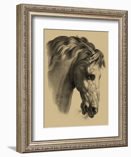 Equestrian Portrait IV-Vision Studio-Framed Art Print