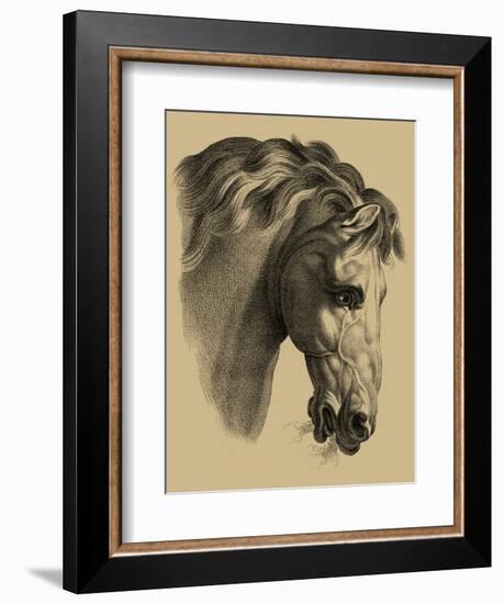 Equestrian Portrait IV-Vision Studio-Framed Art Print