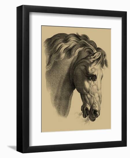 Equestrian Portrait IV-Vision Studio-Framed Art Print