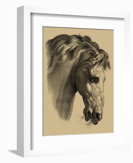Equestrian Portrait IV-Vision Studio-Framed Art Print