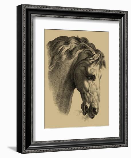 Equestrian Portrait IV-Vision Studio-Framed Art Print