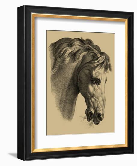 Equestrian Portrait IV-Vision Studio-Framed Art Print