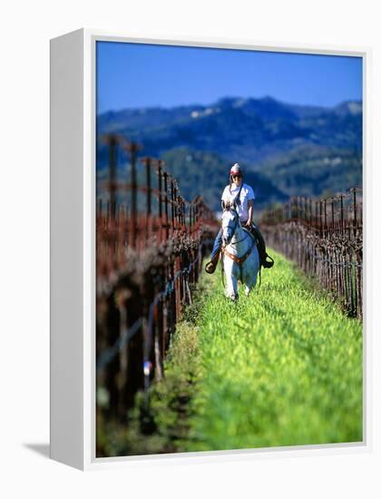 Equestrian Riding in a Vineyard, Napa Valley Wine Country, California, USA-John Alves-Framed Premier Image Canvas