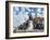 Equestrian Statue of Matyas Corvinus, Piata Uniri, Cluj, North West Transylvania, Romania-Richard Ashworth-Framed Photographic Print