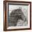 Equestrian Story 1-Ken Roko-Framed Art Print