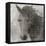 Equestrian Story 2-Ken Roko-Framed Stretched Canvas