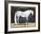 Equestrian Studies V-Naomi McCavitt-Framed Art Print