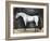 Equestrian Studies VI-Naomi McCavitt-Framed Art Print