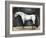 Equestrian Studies VI-Naomi McCavitt-Framed Art Print