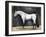 Equestrian Studies VI-Naomi McCavitt-Framed Art Print