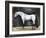 Equestrian Studies VI-Naomi McCavitt-Framed Art Print