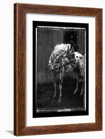 Equine Double Take II-Susan Friedman-Framed Art Print