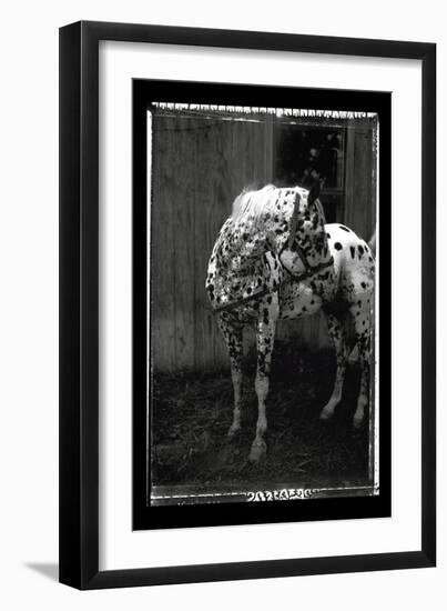 Equine Double Take II-Susan Friedman-Framed Art Print