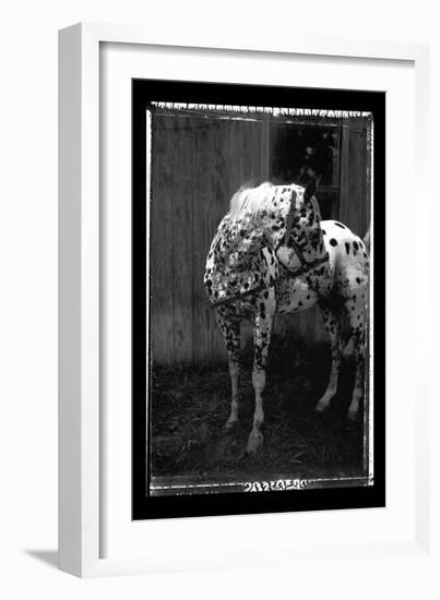 Equine Double Take II-Susan Friedman-Framed Art Print