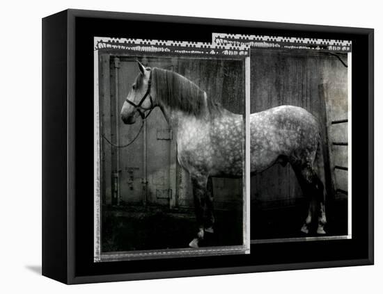 Equine Double Take IV-Susan Friedman-Framed Stretched Canvas