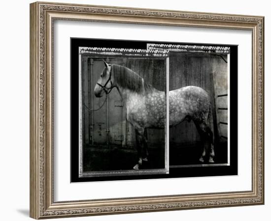 Equine Double Take IV-Susan Friedman-Framed Art Print